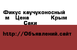 Фикус каучуконосный 1,5м › Цена ­ 5 000 - Крым, Саки  »    